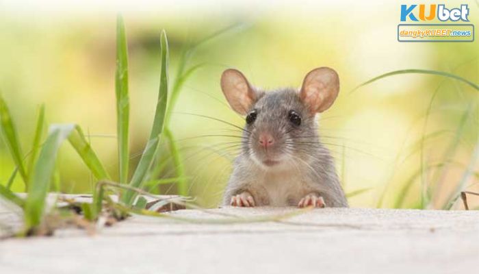 Con số may mắn liên quan đến giấc mơ thấy chuột không phải ai cũng biết