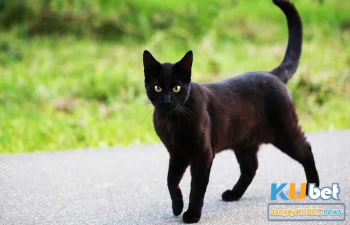 Mèo đen ốm yếu nên đánh con gì để dễ thắng?